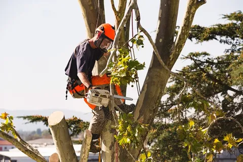 Ponce Tree Services