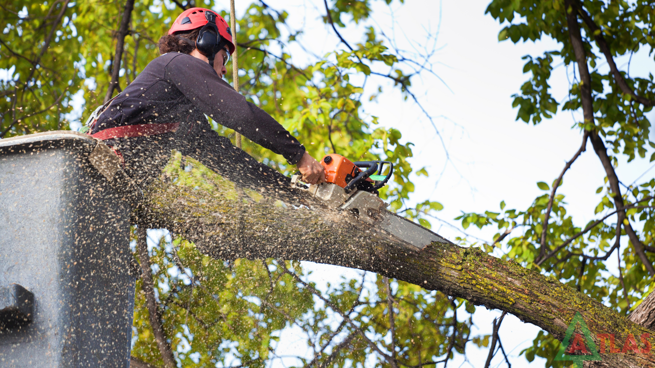 The Environmental and Health Benefits of Tree Trimming for Allergy Relief